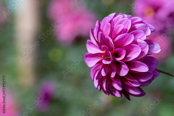 Obraz 鮮やかに咲くダリアの接写