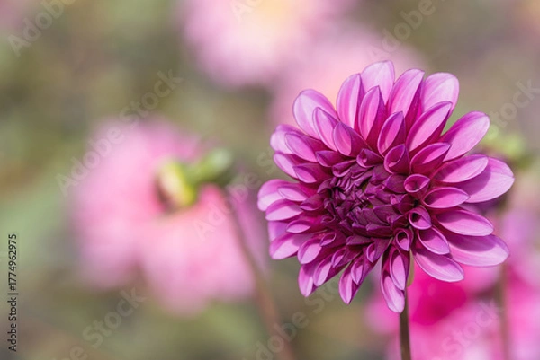 Obraz 鮮やかに咲くダリアの接写