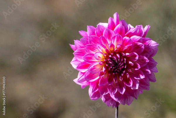 Obraz 鮮やかに咲くダリアの接写