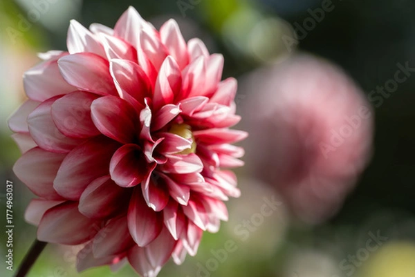 Obraz 鮮やかに咲くダリアの接写