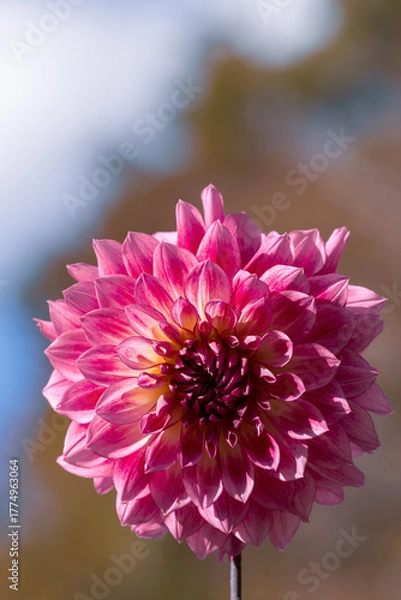 Obraz 鮮やかに咲くダリアの接写