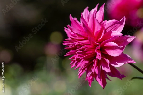 Obraz 鮮やかに咲くダリアの接写