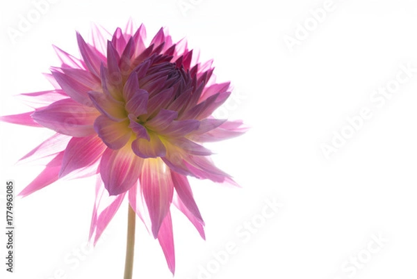 Obraz 鮮やかに咲くダリアの接写