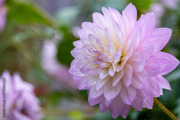 Obraz 鮮やかに咲くダリアの接写