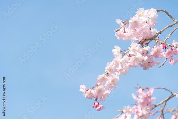 Obraz 晴れた日の空と桜
