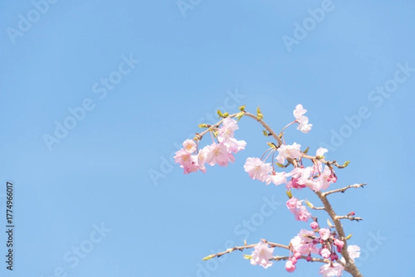 Obraz 晴れた日の空と桜