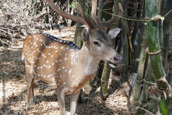 Fototapeta Deer in the forest.