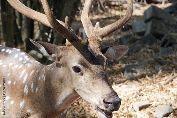 Fototapeta Deer in the forest.