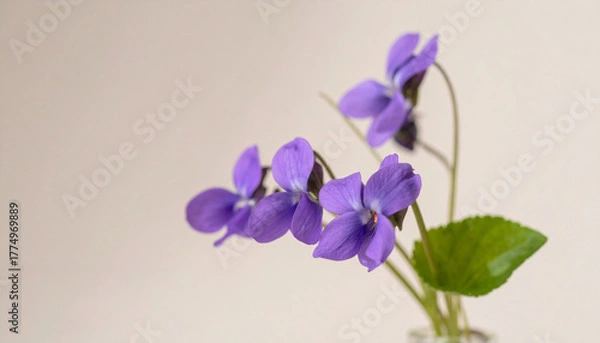 Fototapeta 淡いベージュ背景に映える紫色のスミレの花が優しく咲く春の静物写真