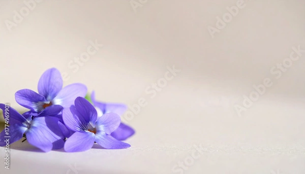 Fototapeta 淡い紫色の小さな花が白背景に添えられた春らしいシンプルで上品な静物構図