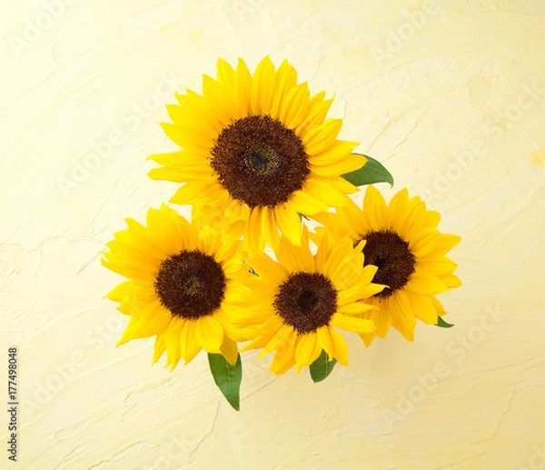 Fototapeta ヒマワリ