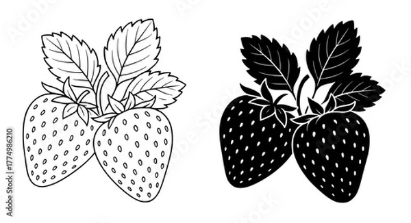 Obraz Strawberry Vector Illustration, Outline and Silhouette Versions