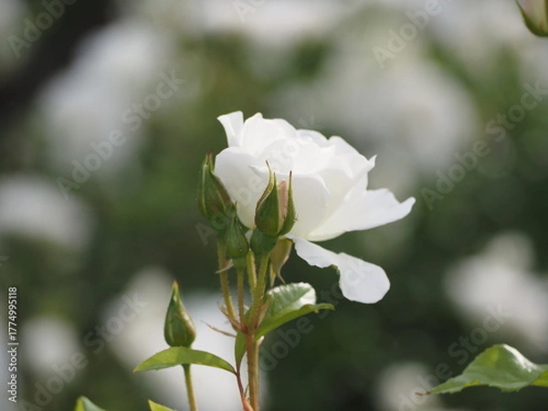 Fototapeta 白いバラ　アイスバーグ　つぼみ