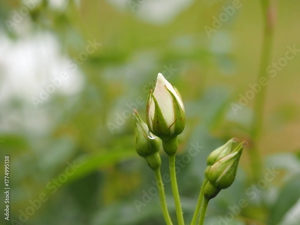 Fototapeta 白いバラ　アイスバーグ　つぼみ