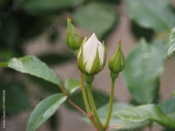 Fototapeta 白いバラ　アイスバーグ　つぼみ