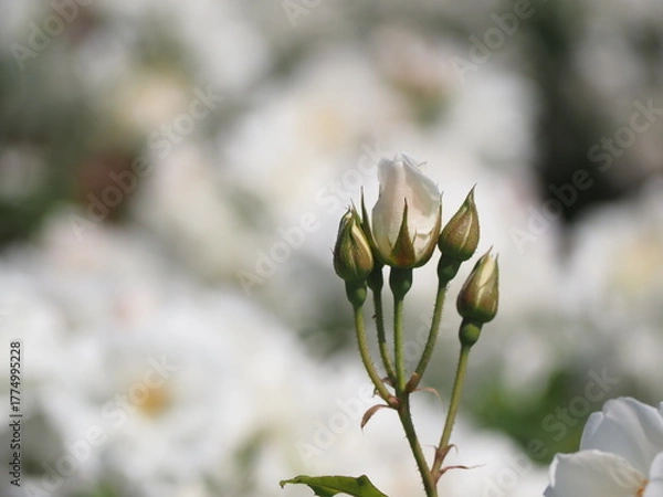 Fototapeta 白いバラ　アイスバーグ　つぼみ