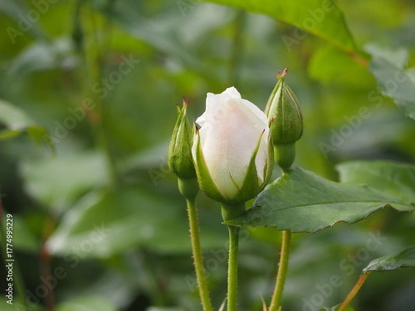 Fototapeta 白いバラ　アイスバーグ　つぼみ