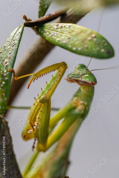 Fototapeta 待ち伏せするカマキリ02