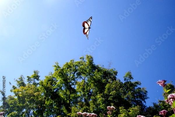 Obraz あさぎまだら蝶とフジバカマ