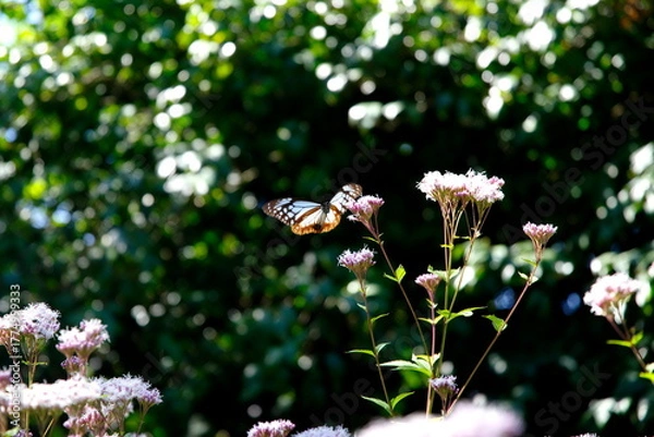 Obraz あさぎまだら蝶とフジバカマ