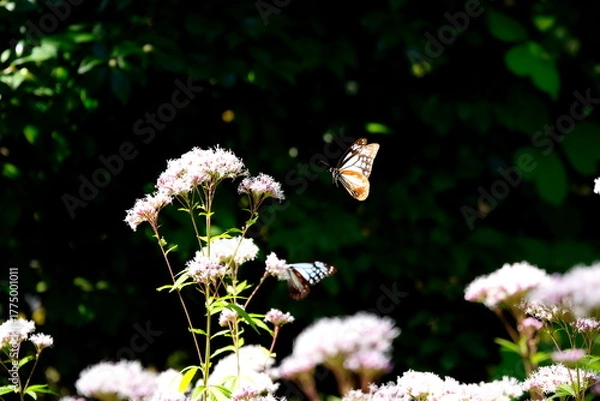 Obraz あさぎまだら蝶とフジバカマ