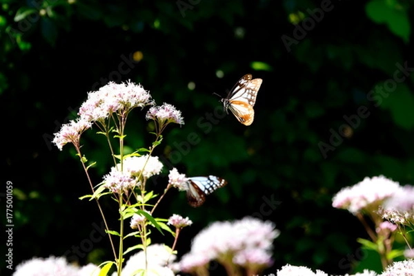 Obraz あさぎまだら蝶とフジバカマ