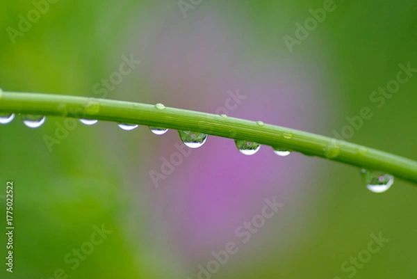 Obraz コスモスと水滴