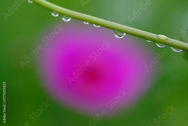 Obraz コスモスと水滴