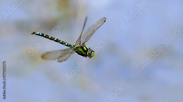 Fototapeta Flying Dragonfly