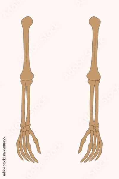 Obraz Human arm bones illustration showing humerus, radius, ulna, and hand bones in anatomical detail.eps 10