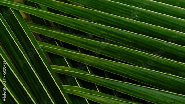 Fototapeta Green tropical palm leaf close-up with natural texture and pattern,Cover page,cover space