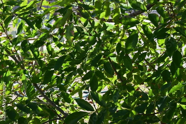 Obraz Leaves amidst the light