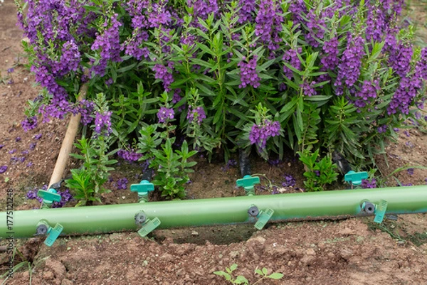 Obraz Agricultural Machinery, Agriculture, Close-up, Color Image, Crop - Plant