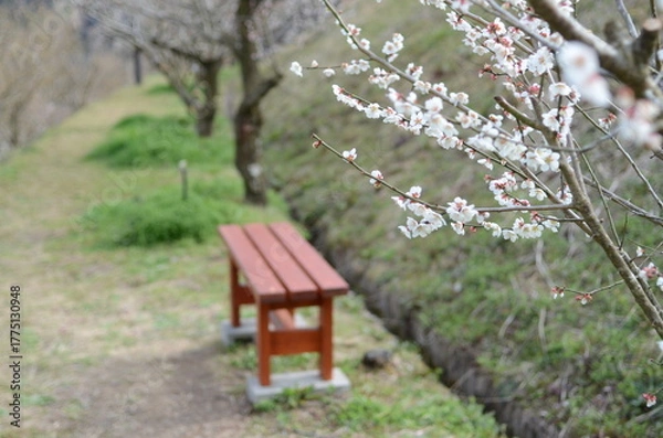 Obraz 【奈良】月ヶ瀬梅林に咲く梅の花