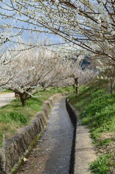 Obraz 【奈良】月ヶ瀬梅林に咲く梅の花
