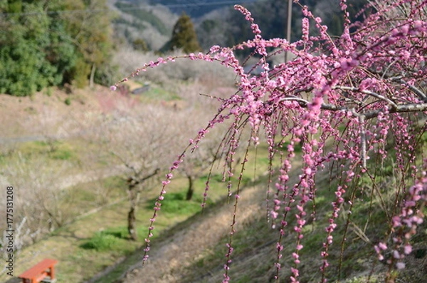 Obraz 【奈良】月ヶ瀬梅林に咲く梅の花