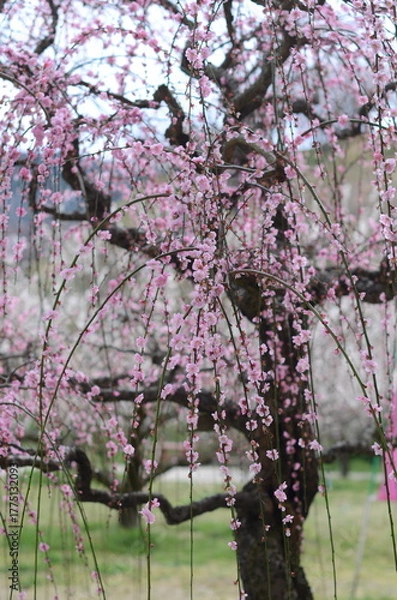 Obraz 【奈良】月ヶ瀬梅林に咲く梅の花