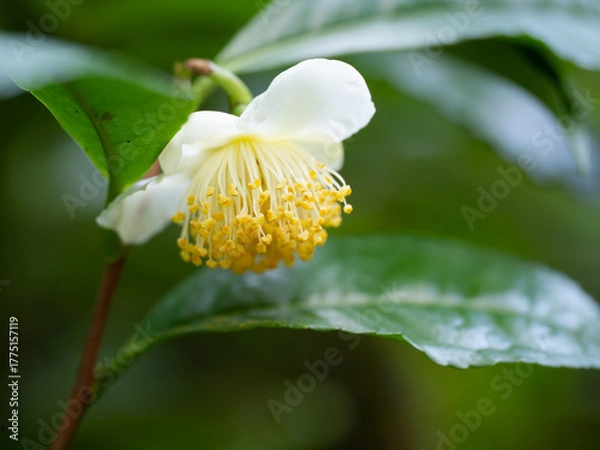 Obraz チャノキの花