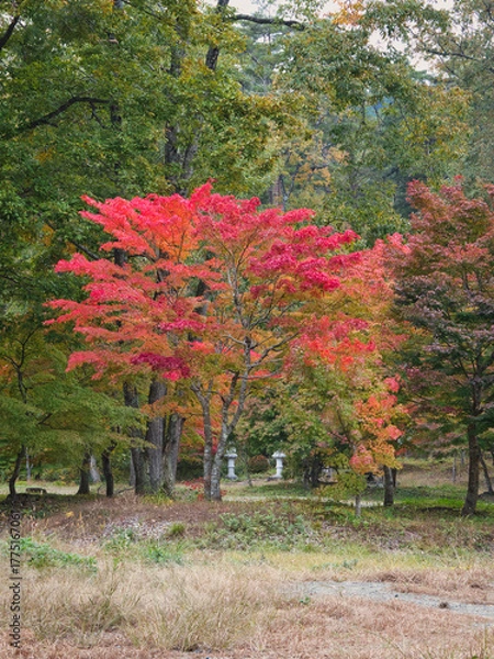 Obraz 塔のへつりの紅葉