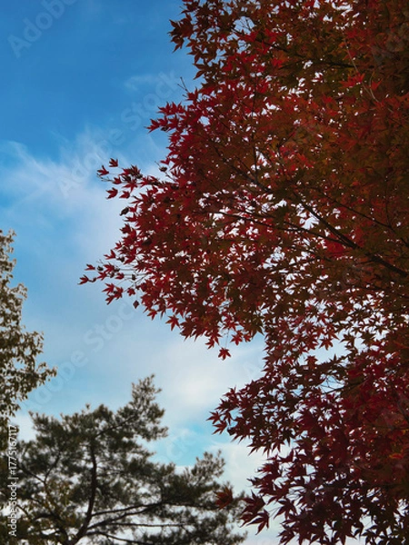 Obraz 塔のへつりの紅葉