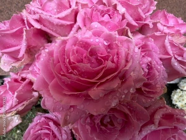 Obraz Rose with raindrops