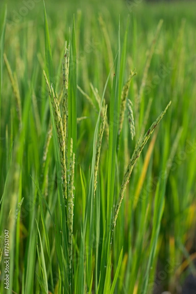 Obraz rice plant