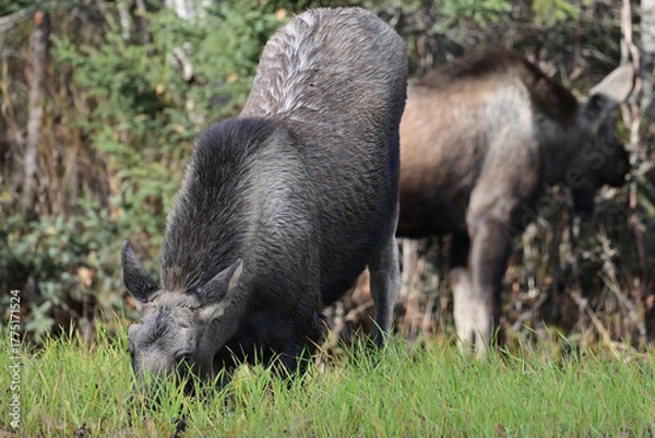 Fototapeta A pair of young Alaska moose (Alces alces gigas) make their way for the first time without their mother.