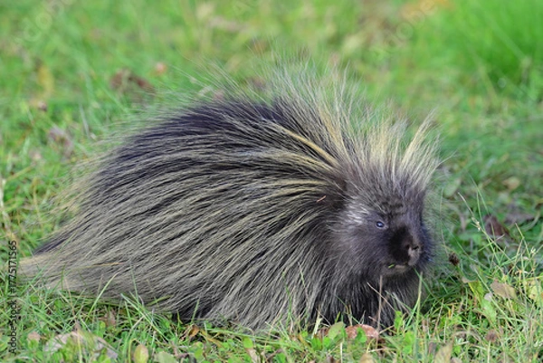 Fototapeta A North American Porcupine (Erethizon dorsatum) pauses while feeding in a grassy Alaska field.