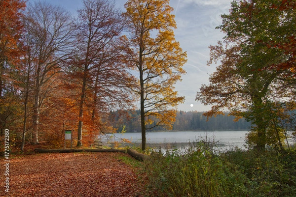 Obraz a little lske with autumn trees
