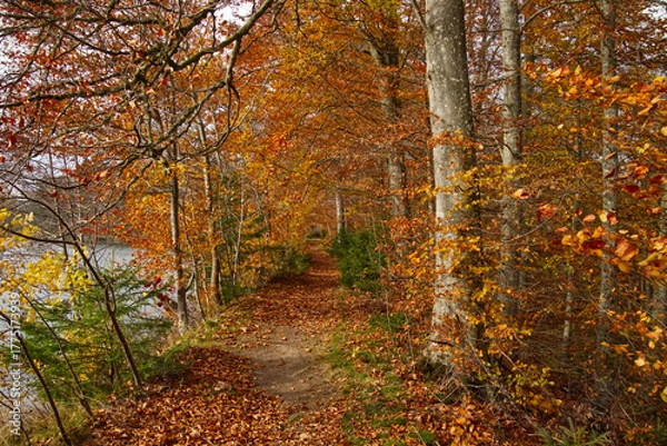 Obraz a small path near the lake