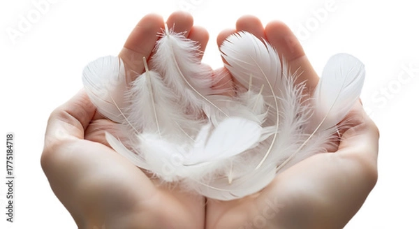 Obraz Two Hands Gently Cupping a Pile of Soft White Feathers, Evoking Lightness