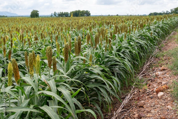Fototapeta อุตสาหกรรมเพาะปลูกข้าวฟ่าง