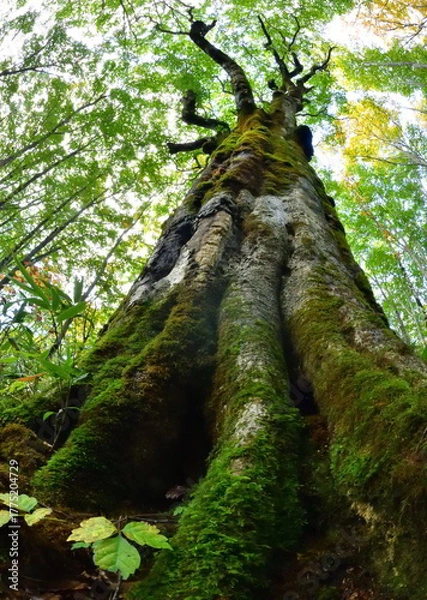 Fototapeta ブナの森の大樹