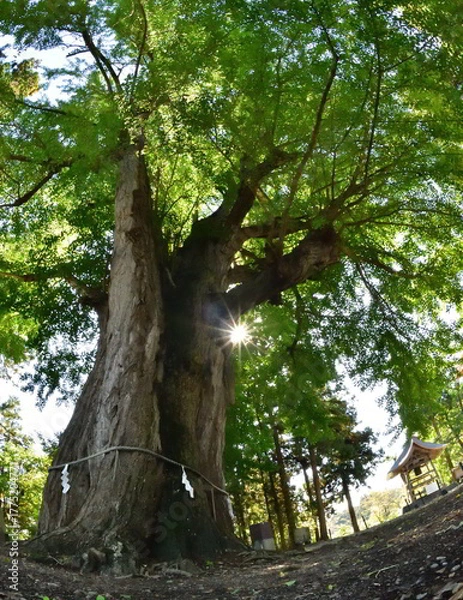 Obraz ８００年の大銀杏・大樹